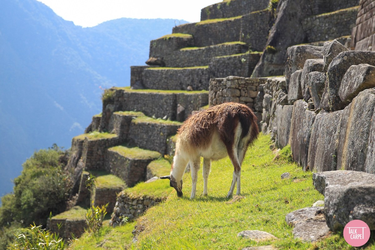 machu picchu virtual tour, The ultimate wanderlust satisfier: take a virtual tour of Machu Picchu